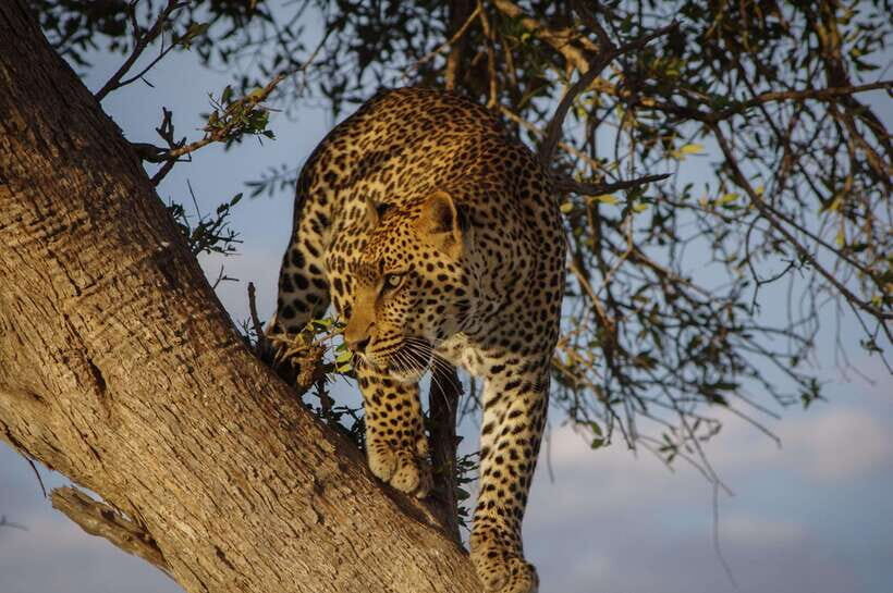 Sri Lanka:2-day wildlife tour+Yala, Rekewa, Mirissa, Bentota - The Value of This Tour