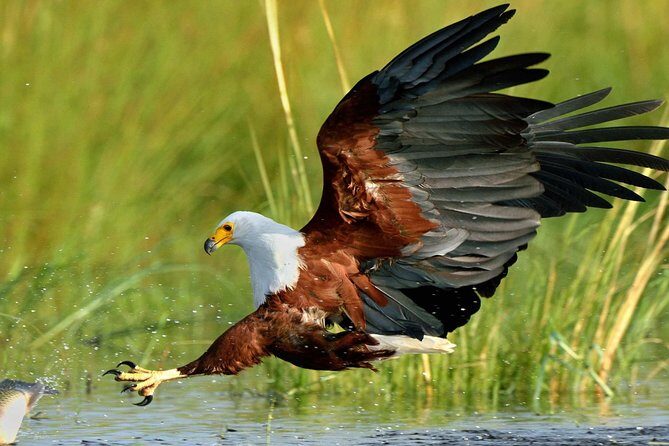 St Lucia Estuary Safari & Emdoneni Wild Cat Project Day Tour from Durban - Why This Tour Is a Great Choice