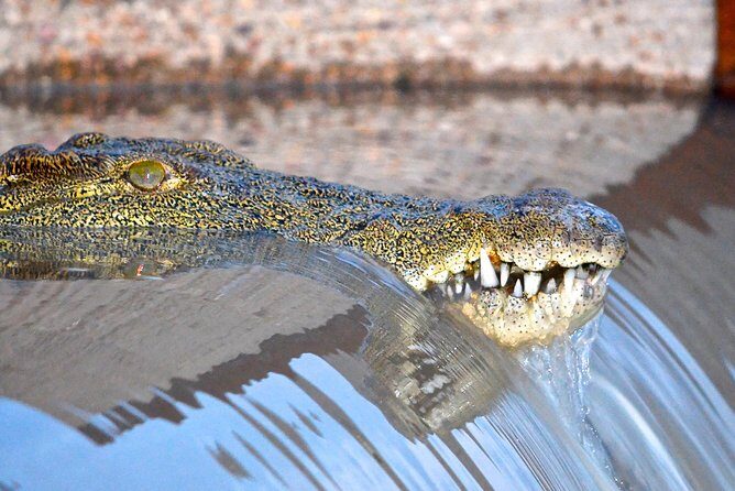 St Lucia Isimangaliso Boat Safari Day Tour from Durban - What Reviewers Say