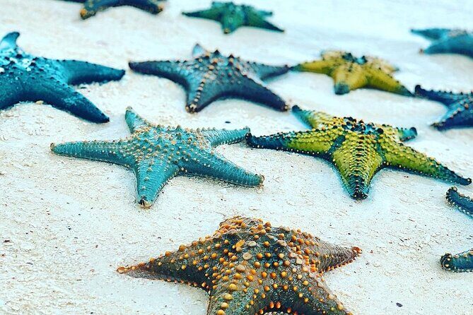 Starfish Adventure; Blue Lagoon Snorkeling; The Rock; Paje Beach; Jozani Forest - Transport, Timing, and Overall Value