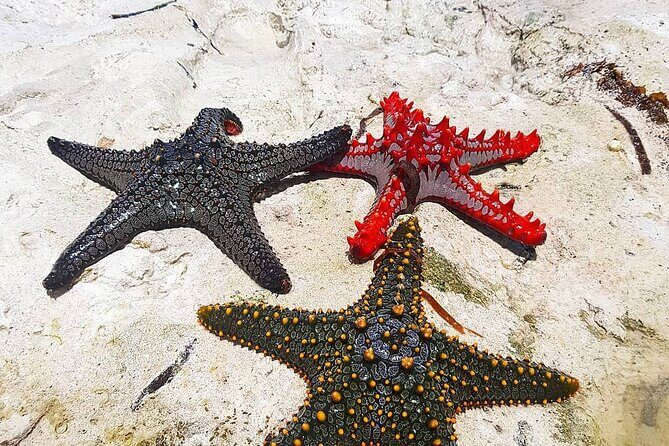 Starfish Adventure; Blue Lagoon; The Rock; Kuza Cave, Salaam Cave - Practical Details and What to Expect
