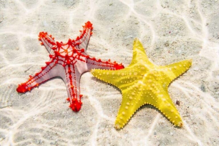 Starfish Adventure, The Rock Restaurant, Salaam Cave Tour - What to Expect and Practical Tips