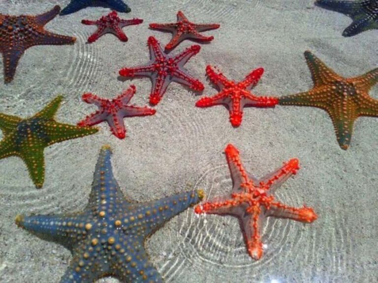 Starfish Adventure, The Rock Restaurant, Salaam Cave Tour - Why This Tour Offers Good Value