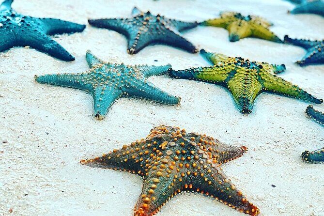 Starfish Beach; The Rock; Kuza Cave; Paje Beach; Salaam Cave Tour - What Does the Tour Include and Exclude?