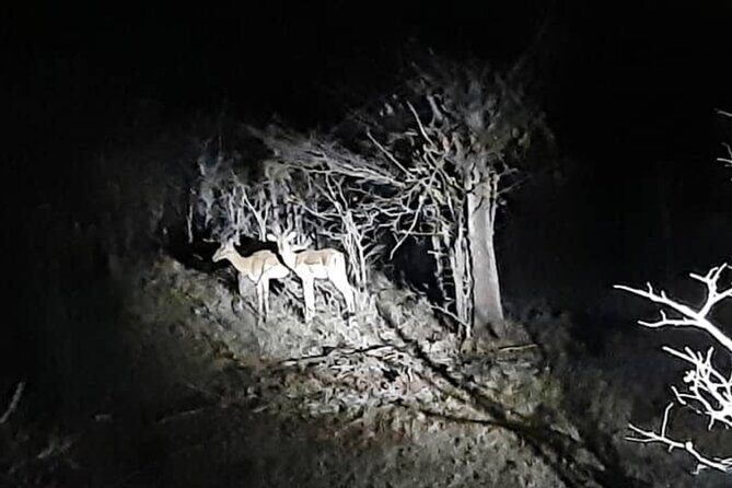 Stargazing and Moonlight Experience - Practical Details and Considerations