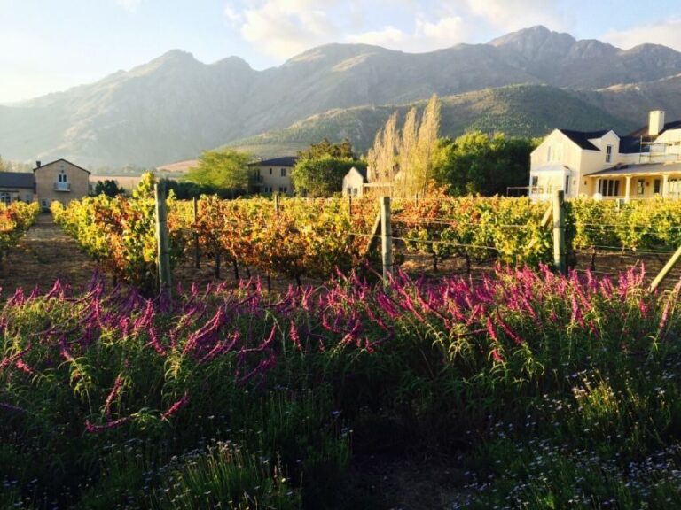 Stellenbosch: Devon Valley Vineyards Bicycle Tour w. Lunch - Real Travelers’ Perspectives