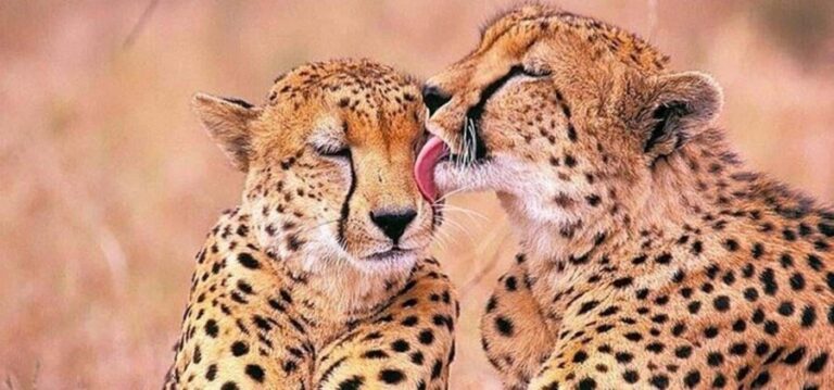 Stellenbosch Giraffe House and Cheetah Outreach with Wine - The Vineyard Experience: A Taste of Stellenbosch