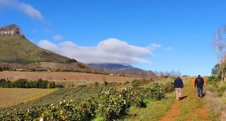 Stellenbosch: Guided Vineyard Hike and Wine Tasting - An Inviting Introduction to Stellenbosch’s Wine and Landscape