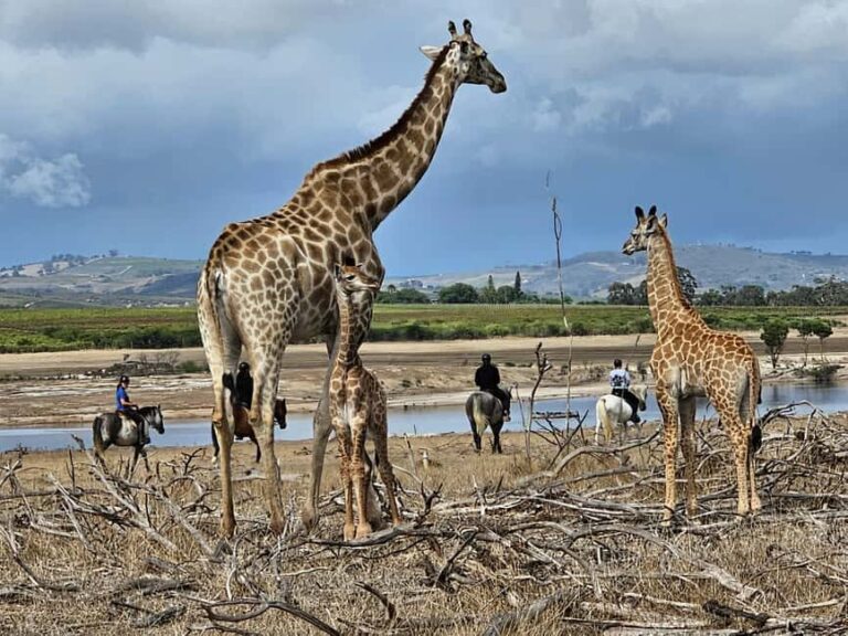 Stellenbosch: Horse Riding Wildlife Safari - The Sum Up