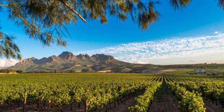 Stellenbosch North Guided Wine Safari (Tastings Excluded) - The Sum Up