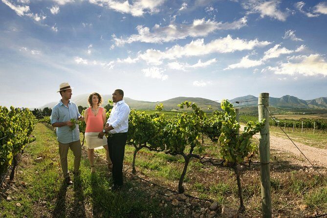 Stellenbosch Wine Tour half day from Cape Town - Is This Tour Worth the Price?