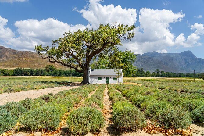 Stellenbosch Winelands Experience - Whats Included & Whats Not