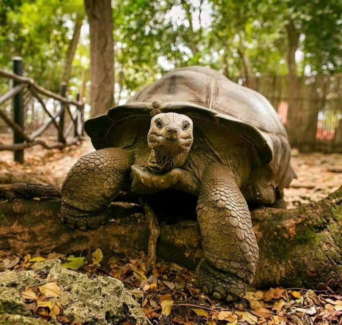 Stone Town, Prison Island Turtles & Nakupenda Sandbank - Prison Island and the Giant Tortoises