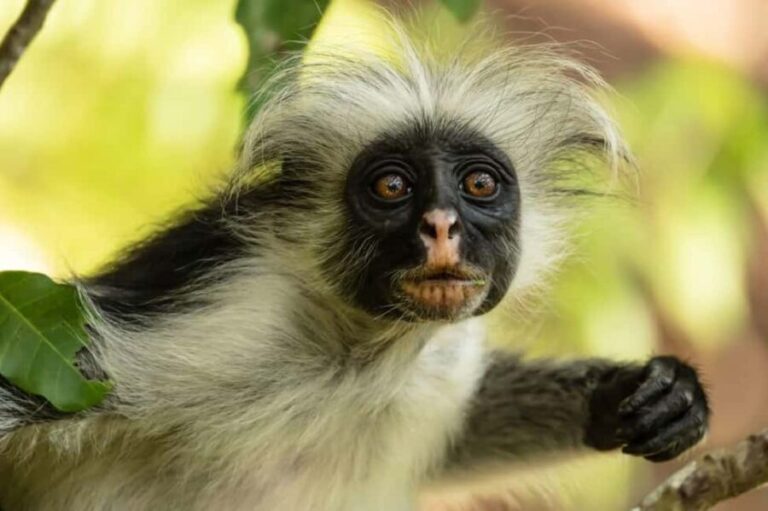 Stone Town Tour with Lunch Break - Exploring Jozani Forest: Monkey Business Close Up
