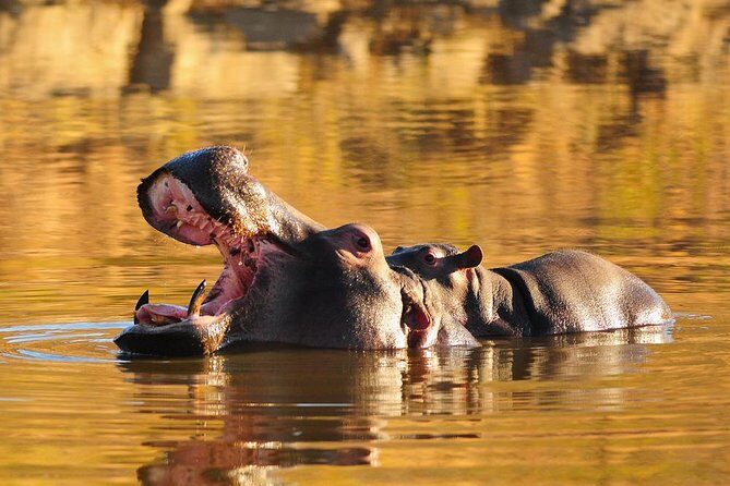 Sun City & Pilanesberg Game Reserve (Closed Vehicle) - In-Depth Look at the Itinerary