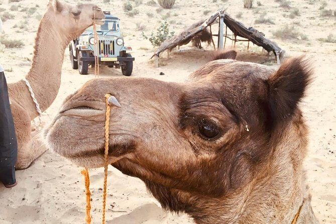 Sun Set Safari with Dinner - Why Travelers Love This Tour