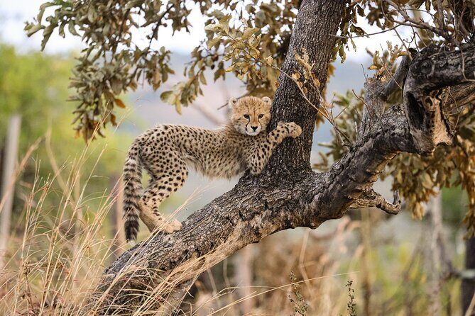 Sunrise Game Drive in Big5 Reserve - Detailed Breakdown of the Itinerary