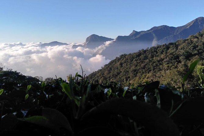 Sunrise Tour in Top Station, Munnar ( By Munnar Info) - What Makes This Tour Stand Out?