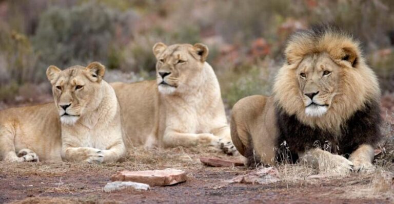 Sunset Big 5 Aquila Safari Snacks and Wine Tasting - Authentic Experiences and Real-World Insights
