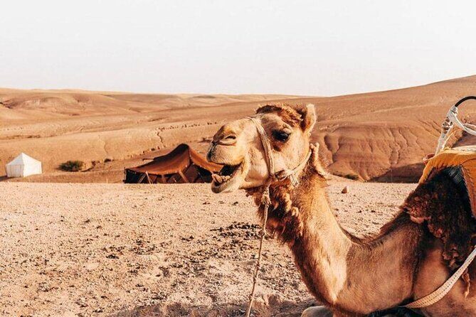 Sunset Camel Ride experience at the Agafay rocky Desert. - Pricing and Value