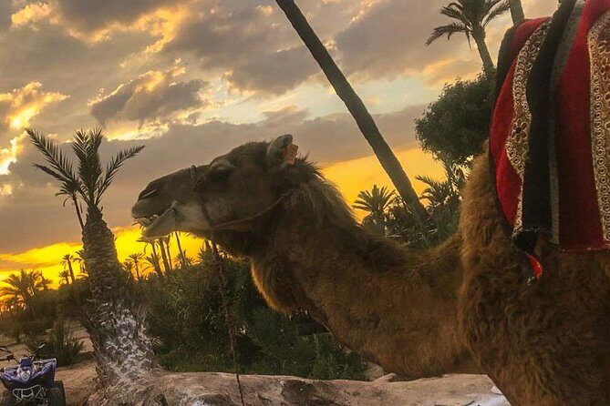 Sunset Camel Ride in the Palm Grove of Marrakech - The Value and Authenticity of the Tour