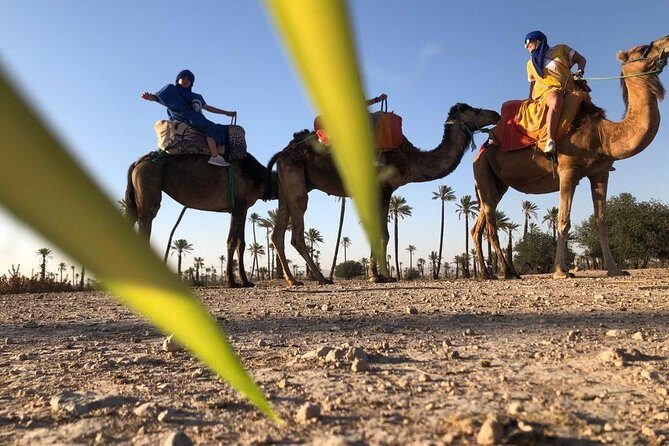Sunset Camel Ride in the Palm Groves of Marrakech - Final Thoughts: Is It Worth It?