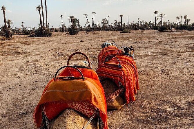 Sunset Camel Ride Marrakech with Transfers - A Closer Look at the Experience: What to Expect
