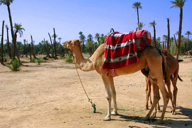 Sunset Camel Ride with tea break in the Palm Grove of Marrakech - Who is This Tour Best For?