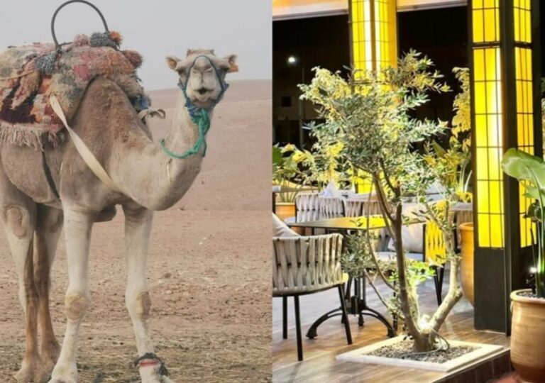 Sunset Camel Riding in Agafay Desert & Dinner in Chouf L'Or - The Camel Ride: A Scenic Journey at Sunset
