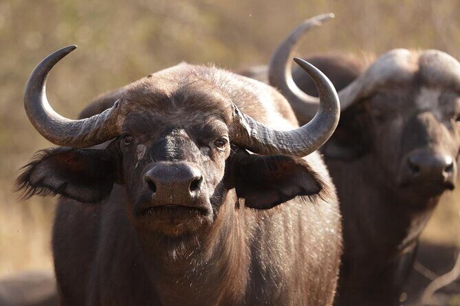 Sunset Game Drive in Big5 Reserve - An In-Depth Look at the Experience