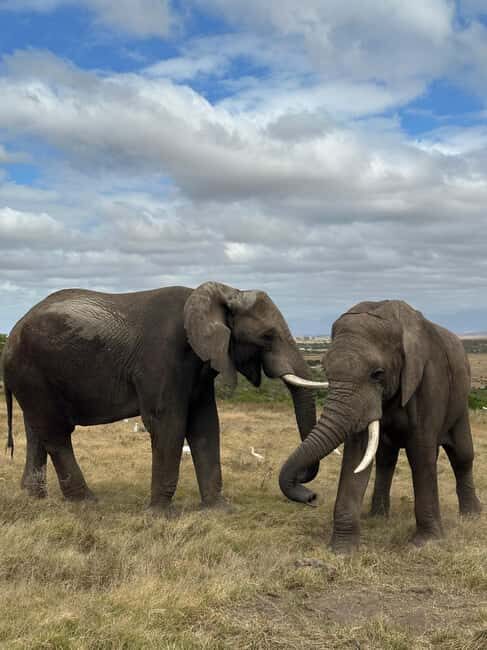 sunset safari big 5 aquila with snack and wine tasting - The Itinerary Unpacked: What You Can Expect