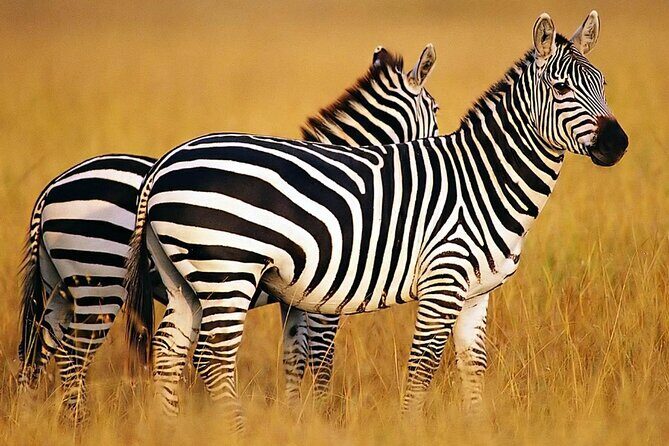 Sunset Safari Big 5 Aquila with Snacks and Wine Tasting - Authentic Experiences and Authentic Reviews