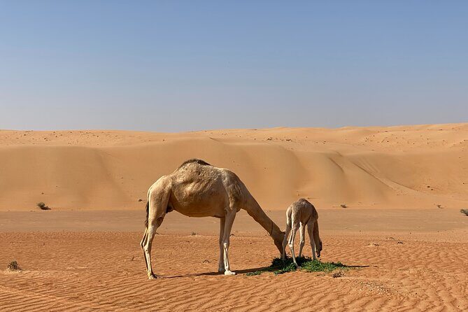 Sunset watching in Al Wahiba Sand - A Detailed Breakdown of the Itinerary