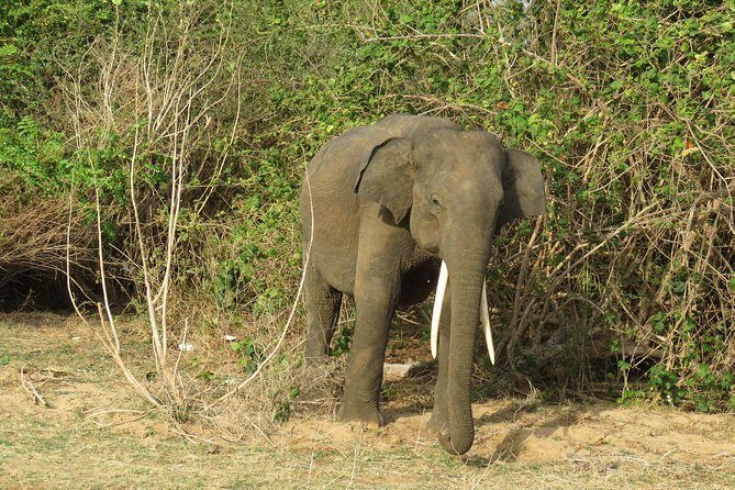Super Luxury Jeep Safari at Yala National Park - Who Should Consider This Safari?