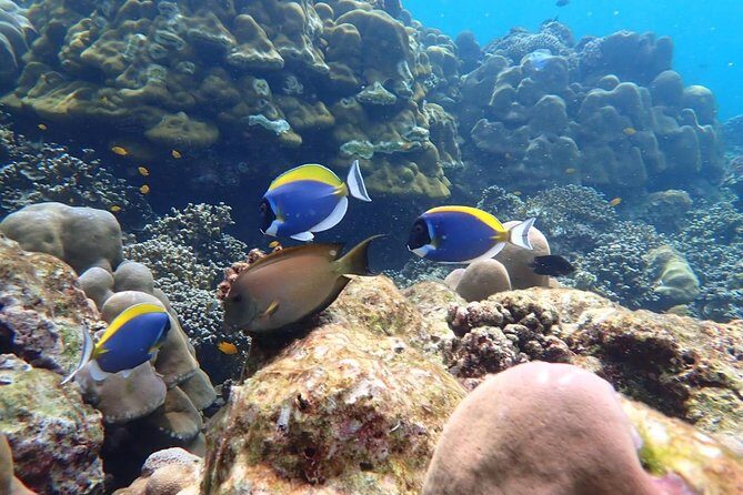 Surin Islands- Early Bird Snorkeltour from Khao Lak in English, French, German, Italian - What makes this tour stand out?