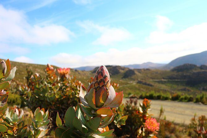 Swartberg Sunset Tour and Dinner - Practical Details and Value