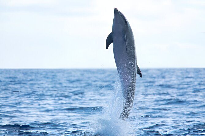 Swim with Dolphin Boat Trip with Snorkeling and Transfer Hurghada - Final Thoughts: Why This Trip is Worth Considering