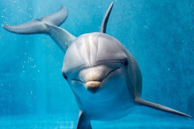 Swim with dolphin By Private Speed Boat and Sub wing Game - Hurghada - What’s Included and What’s Not