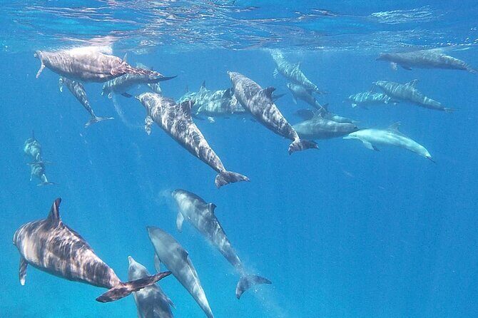 Swim With Dolphins at Dolphin House With Lunch - Hurghada - Practical Tips for Travelers
