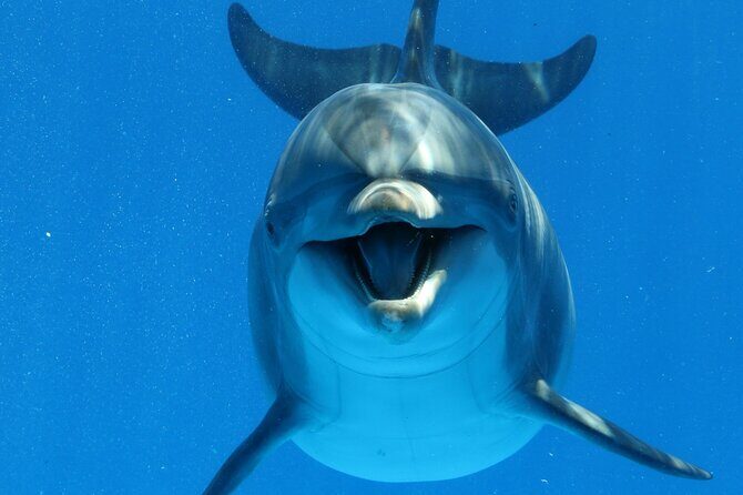 Swim with Dolphins Sea Trip, Water Sport With Lunch and Transfer - Hurghada - Who Should Consider This Tour