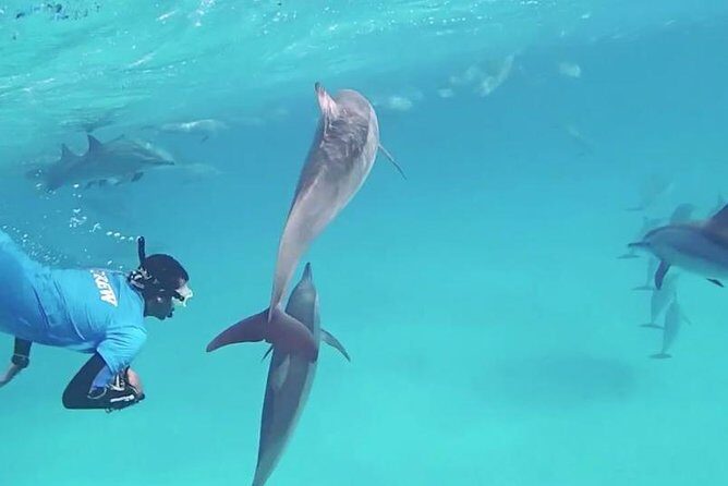 Swim with Dolphins Semi Private Speedboat Sea Tour - Hurghada - Final Thoughts