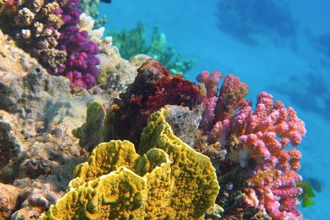 Swim with Dolphins & Snorkeling in Hurghada  Boat Trip & Lunch - Important Practical Details
