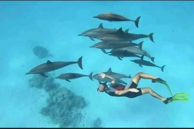 Swim with Dolphins VIP snorkeling Boat Trip with lunch - Hurghada - How the Itinerary Breaks Down