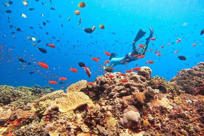 Swim with Manta Rays: Snorkeling Day Trip from Bali - What You Can Expect Underwater and on Land