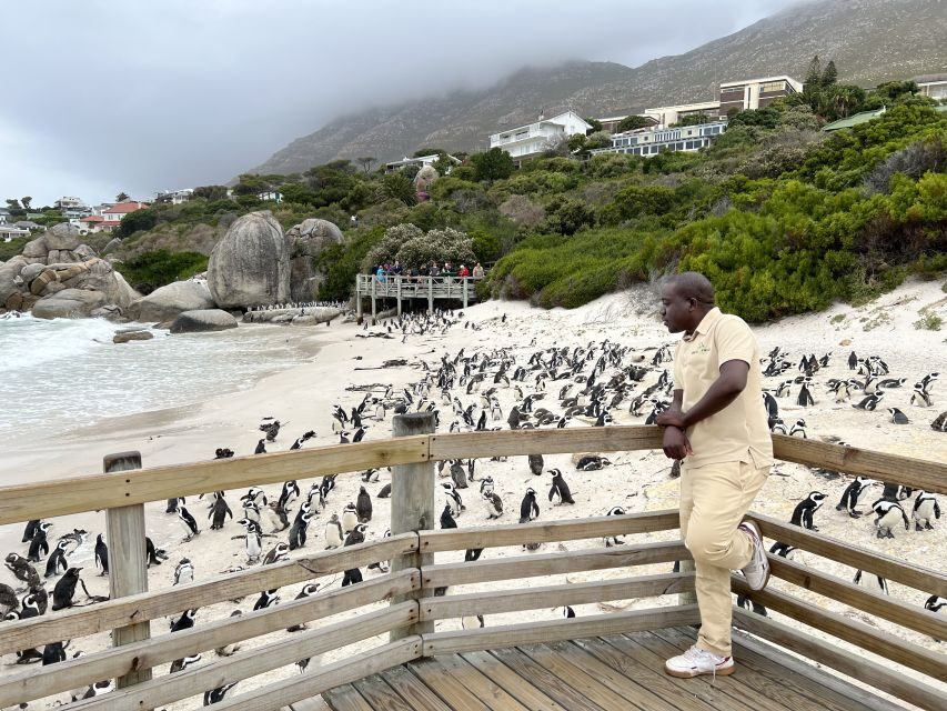 Swim with Penguins at Boulders Beach Penguin Colony