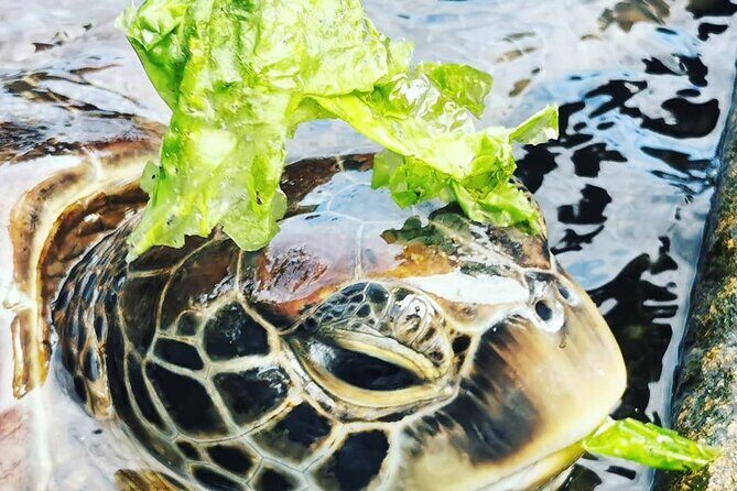 Swim with Sea Turtles; Spice Tour with Lunch; Prison Island Tour - What Travelers Are Saying