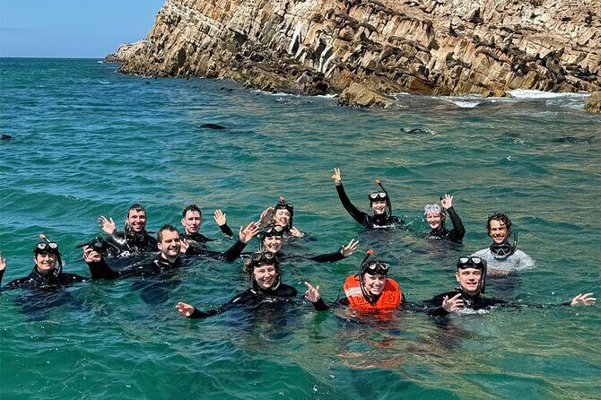Swim with the Seals in Plettenberg Bay - The Cost and What It Includes