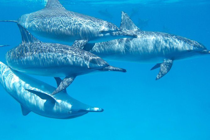 Swim with Wild Dolphins in Hurghada - What You Can Expect from the Tour