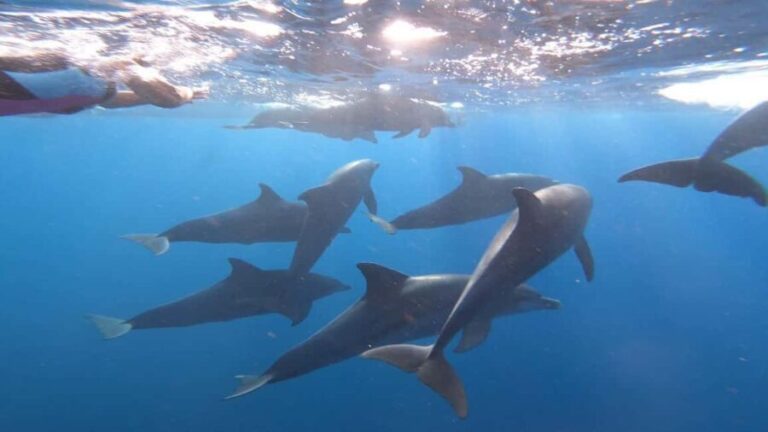 swimming with dolphin in kizimkazi zanzibar - What’s Unique About This Tour?