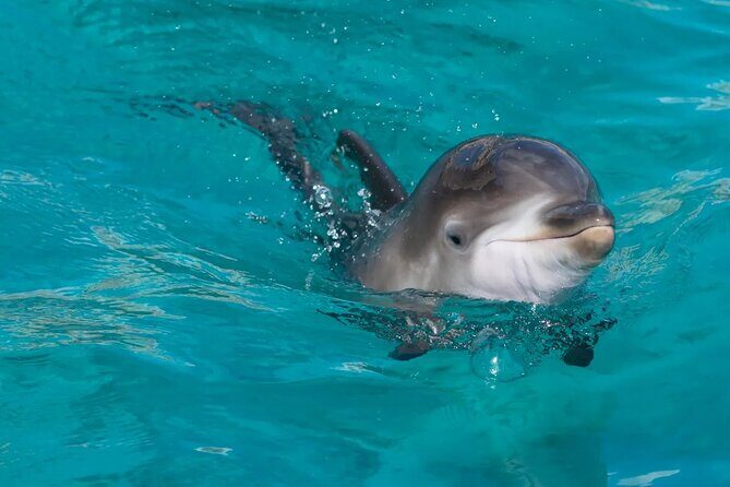 Swimming With Dolphin in Red Sea Adventure with Lunch - Hurgada - The Experience for Different Types of Travelers